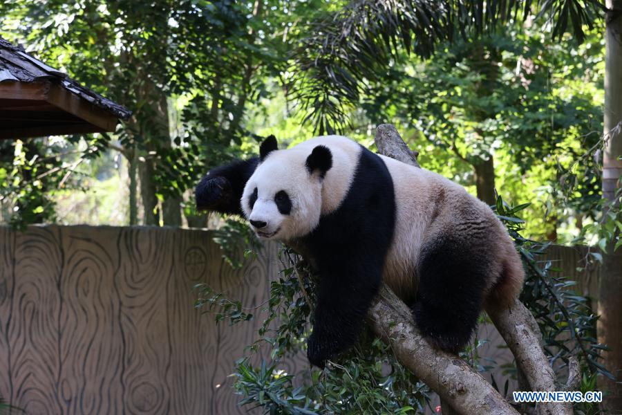 Giant panda Gong Gong rests on the tree at the Hainan Tropical Wildlife Park and Botanical Garden in Haikou, south China