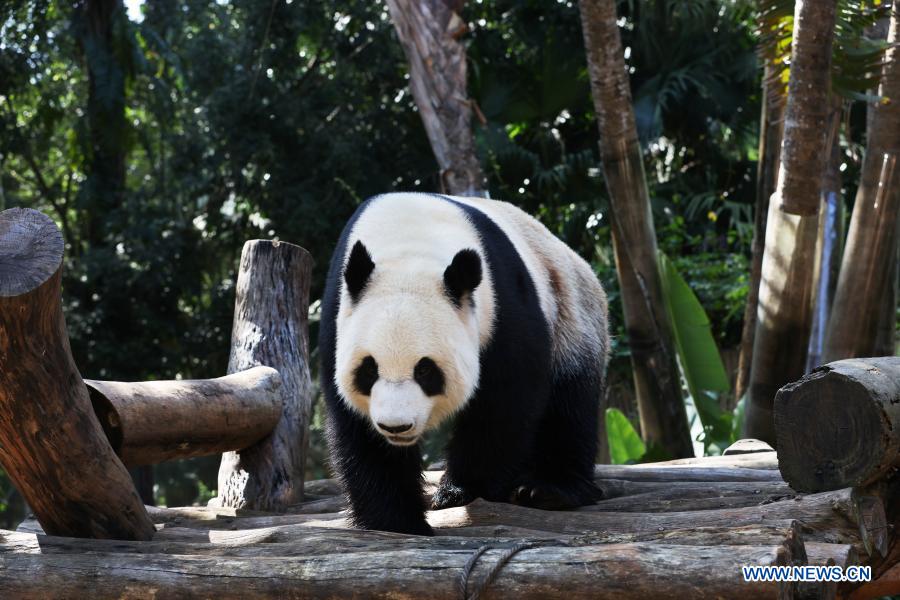 Giant panda Gong Gong plays at the Hainan Tropical Wildlife Park and Botanical Garden in Haikou, south China