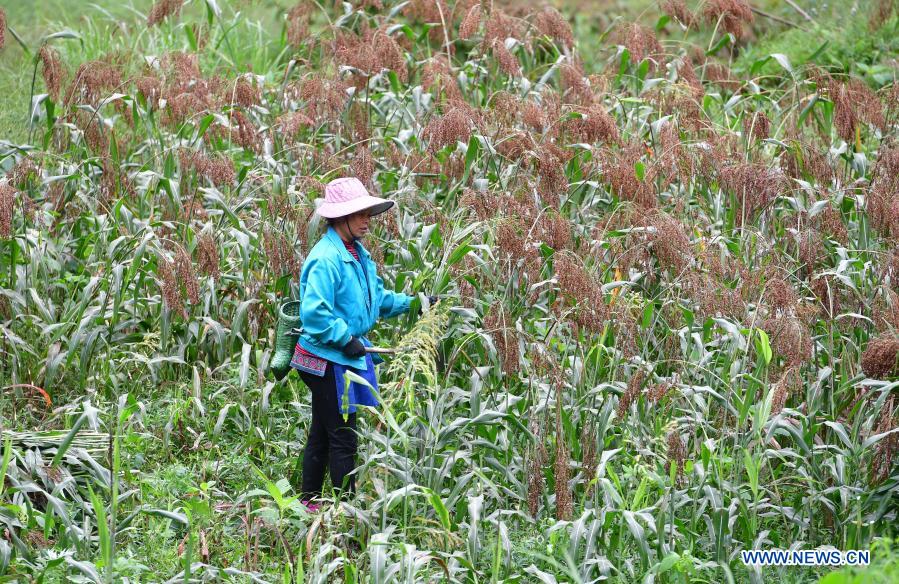A villager harvests red sorghum at Wuying Village, which lies on the border between south China