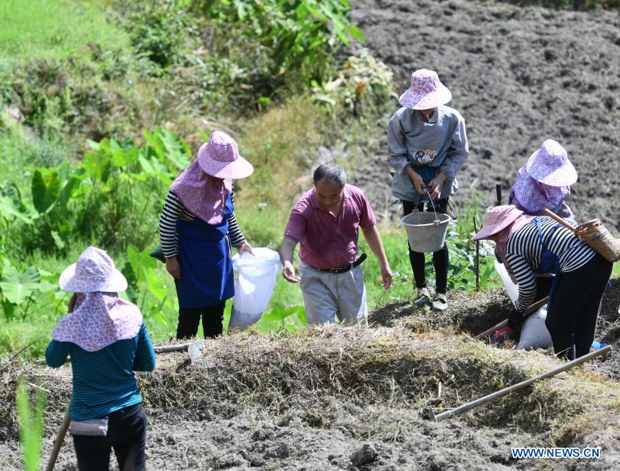 Lan Shengkui (3rd L) and villagers plant red sorghum at Wuying Village, which lies on the border between south China