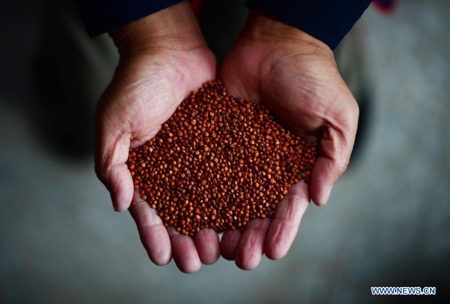Lan Shengkui shows red sorghum grains at a noodles processing factory in Liuzhou, south China