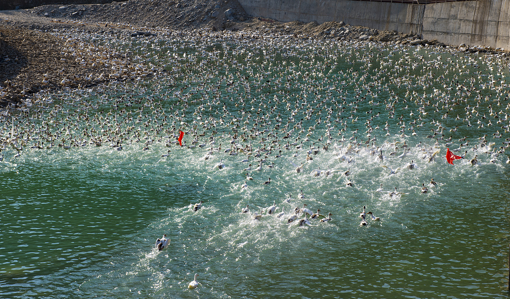 A fledgling duck breeding industry is taking off in Congjiang county, Southwest China