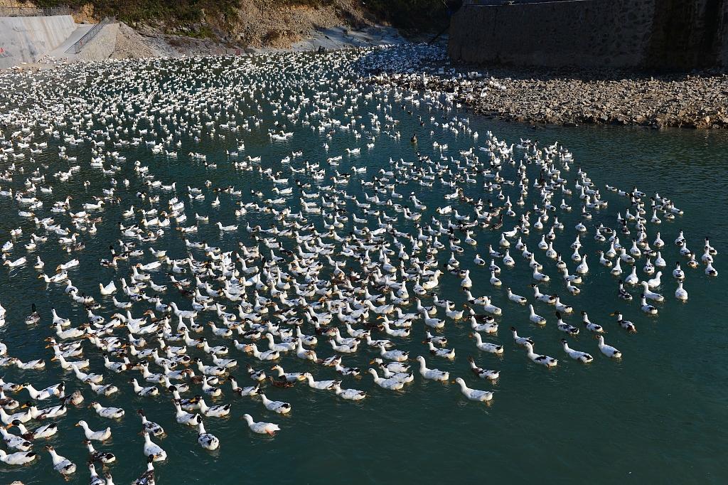 A fledgling duck breeding industry is taking off in Congjiang county, Southwest China