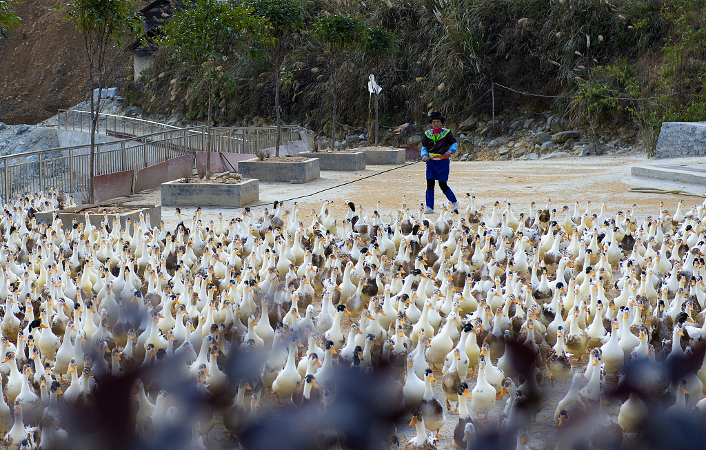 A fledgling duck breeding industry is taking off in Congjiang county, Southwest China