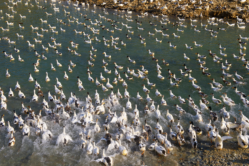 A fledgling duck breeding industry is taking off in Congjiang county, Southwest China