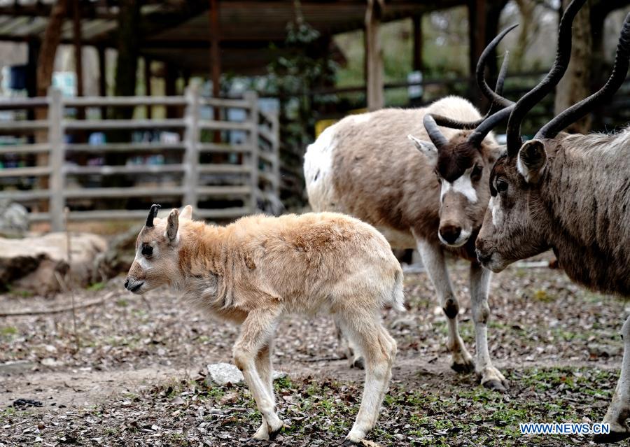 An addax (addax nasomaculatus) cub (L) is seen at Shanghai Zoo in Shanghai, east China, Jan. 31, 2021. The first addax nasomaculatus cub born in 2021 in Shanghai Zoo recently made its public appearance here. Addax nasomaculatus is listed on the International Union for Conservation of Nature (IUCN) Red List as critically endangered. (Xinhua/Zhang Jiansong)