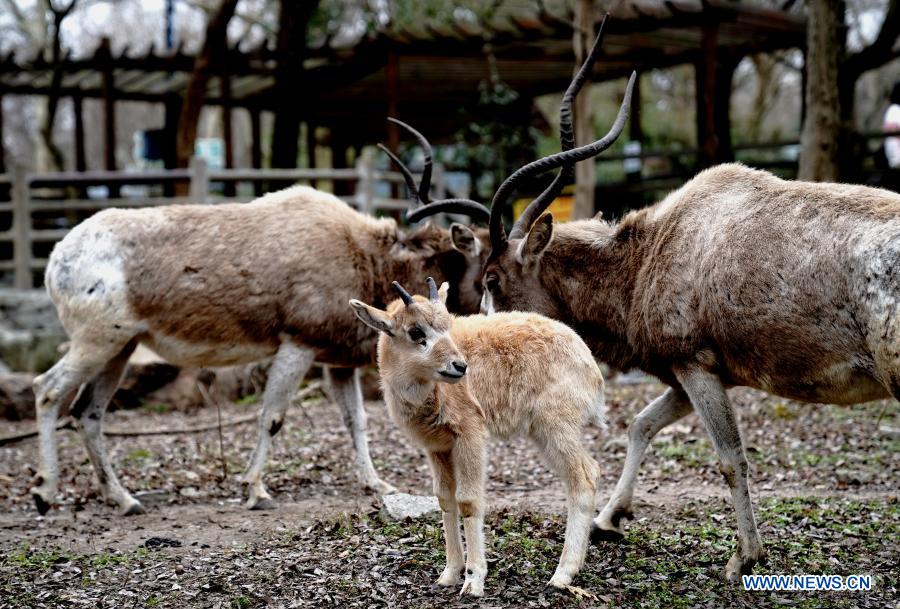 An addax (addax nasomaculatus) cub (C) is seen at Shanghai Zoo in Shanghai, east China, Jan. 31, 2021. The first addax nasomaculatus cub born in 2021 in Shanghai Zoo recently made its public appearance here. Addax nasomaculatus is listed on the International Union for Conservation of Nature (IUCN) Red List as critically endangered. (Xinhua/Zhang Jiansong)