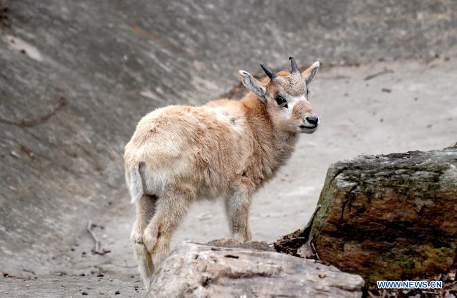 An addax (addax nasomaculatus) cub is seen at Shanghai Zoo in Shanghai, east China, Jan. 31, 2021. The first addax nasomaculatus cub born in 2021 in Shanghai Zoo recently made its public appearance here. Addax nasomaculatus is listed on the International Union for Conservation of Nature (IUCN) Red List as critically endangered. (Xinhua/Zhang Jiansong)