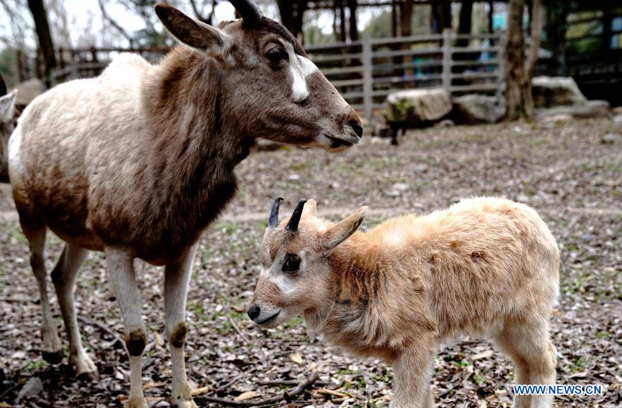 An addax (addax nasomaculatus) cub (R) is seen at Shanghai Zoo in Shanghai, east China, Jan. 31, 2021. The first addax nasomaculatus cub born in 2021 in Shanghai Zoo recently made its public appearance here. Addax nasomaculatus is listed on the International Union for Conservation of Nature (IUCN) Red List as critically endangered. (Xinhua/Zhang Jiansong)