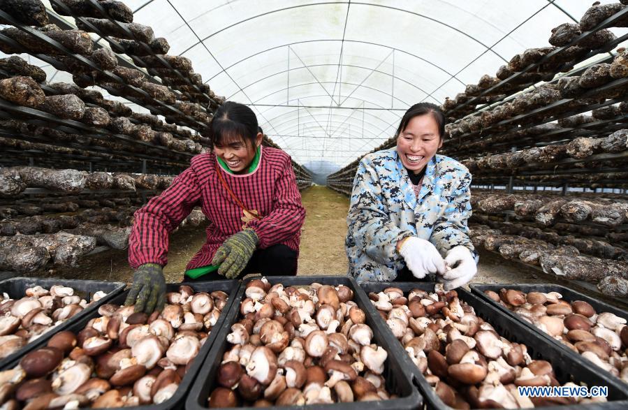 Villagers sort out just-harvested mushrooms at an edible fungus growing base at Minjiachang Village, Minxiao Township in Jiangkou County of southwest China