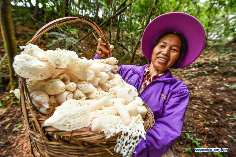 A farmer displays bamboo fungus she just harvested at a growing base in Gaonan Village, Zhaihao Township, Rongjiang County of southwest China