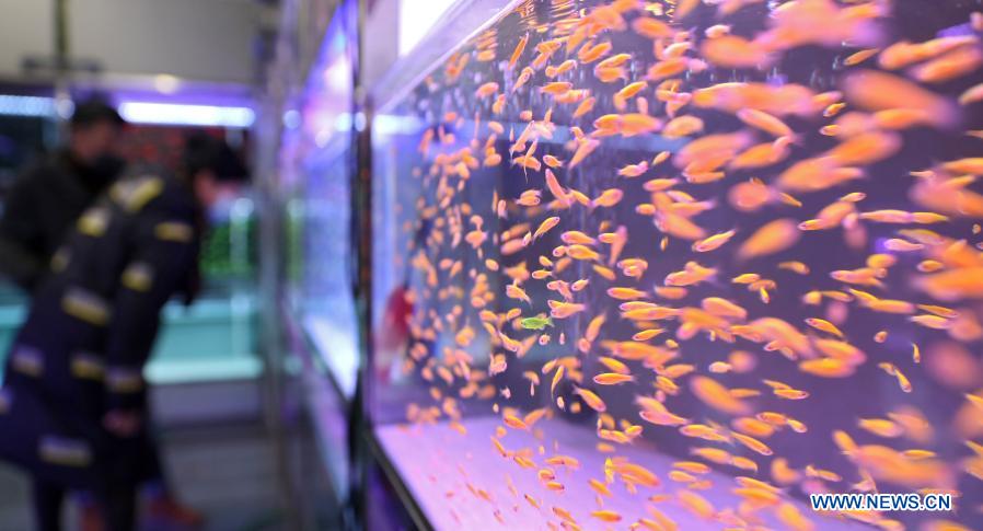 Photo taken on Feb. 6, 2021 shows pet fish at a pet fish market in Tiexi District of Anshan, northeast China