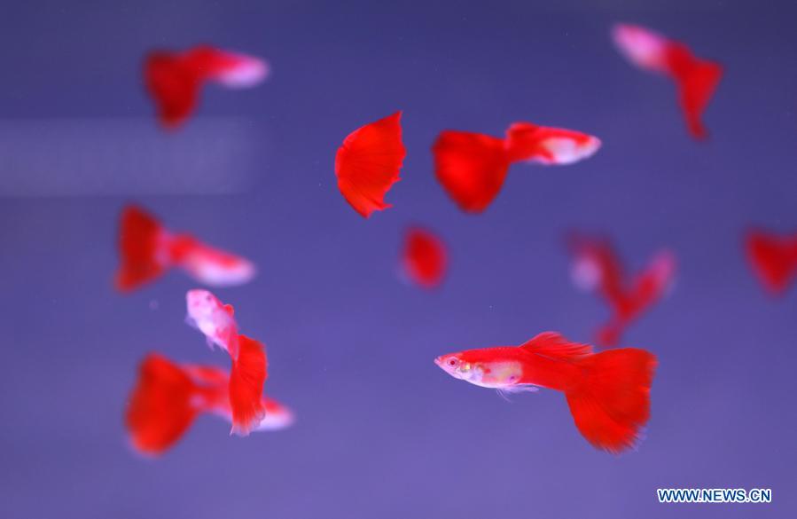 Photo taken on Feb. 6, 2021 shows pet fish at a pet fish market in Tiexi District of Anshan, northeast China