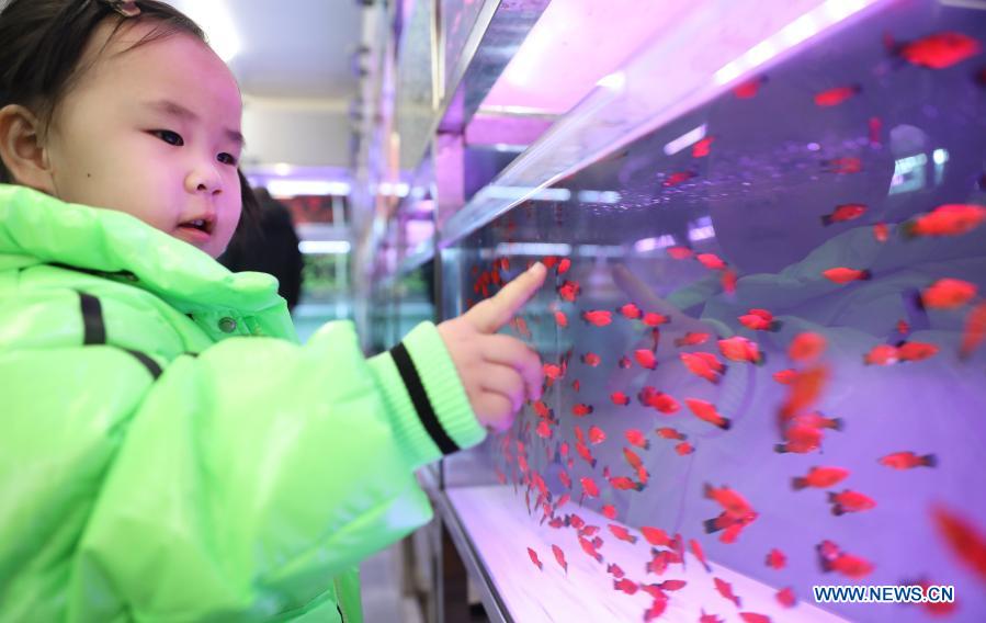 A child views pet fish at a pet fish market in Tiexi District of Anshan, northeast China