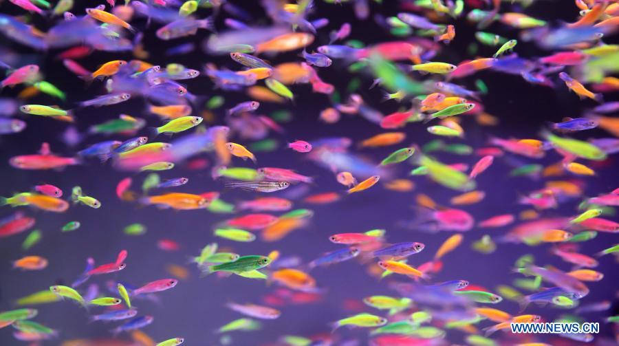 Photo taken on Feb. 6, 2021 shows pet fish at a pet fish market in Tiexi District of Anshan, northeast China