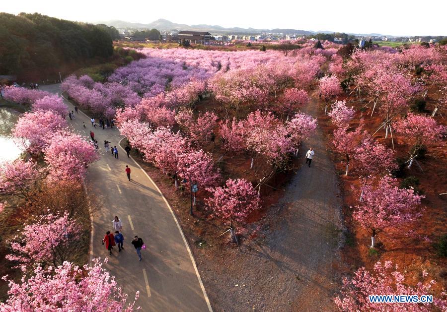Aerial photo taken on Feb. 19, 2021 shows tourist viewing cherry blossoms in Miaoshan Village of Changning, central China