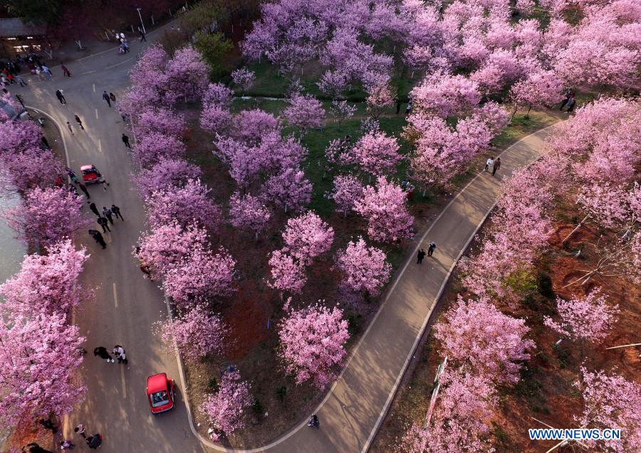 Aerial photo taken on Feb. 19, 2021 shows tourist viewing cherry blossoms in Miaoshan Village of Changning, central China