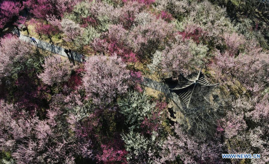 Aerial photo taken on Feb. 21, 2021 shows tourist viewing flowers in Zhuyuwan scenic area in Yangzhou, east China