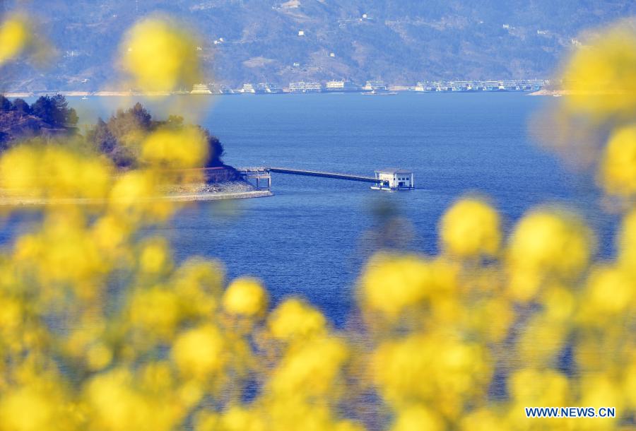 Photo taken on Feb. 20, 2021 shows the blooming cole flowers with the Three Gorges area in the background in Yichang, central China