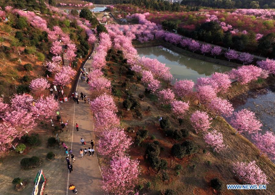 Aerial photo taken on Feb. 19, 2021 shows tourist viewing cherry blossoms in Miaoshan Village of Changning, central China