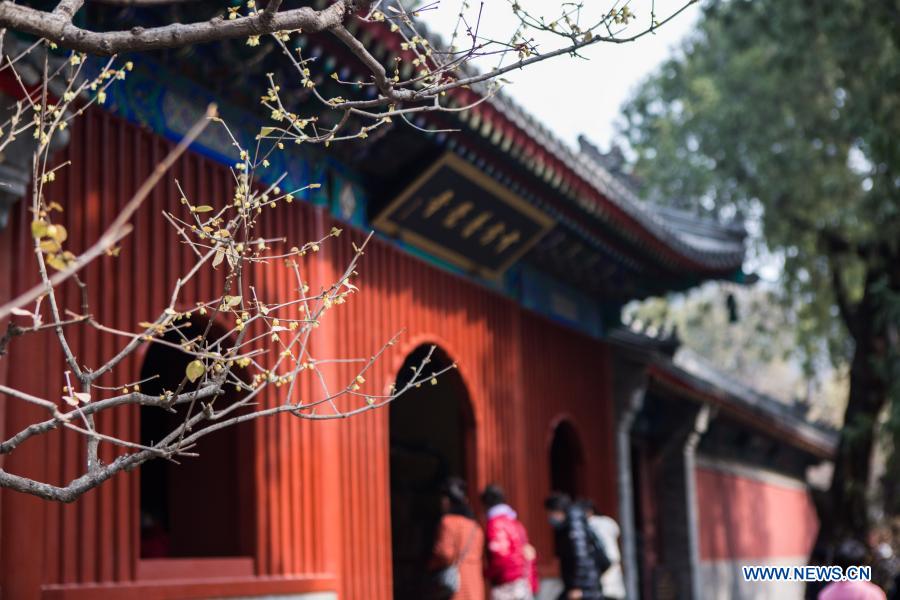 Photo taken on Feb. 27, 2021 shows wintersweet bloom at Wofo Temple in Beijing, Capital of China, Feb. 27, 2021. (Xinhua/Li Jing) 