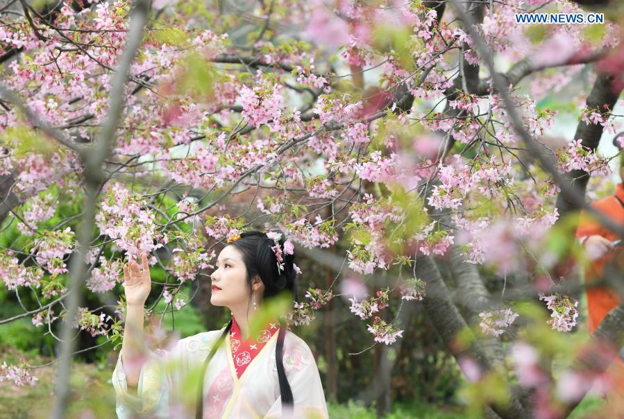 A tourist wearing traditional clothing poses for photos with blooming cherry blossoms by the East Lake in Wuhan, central China