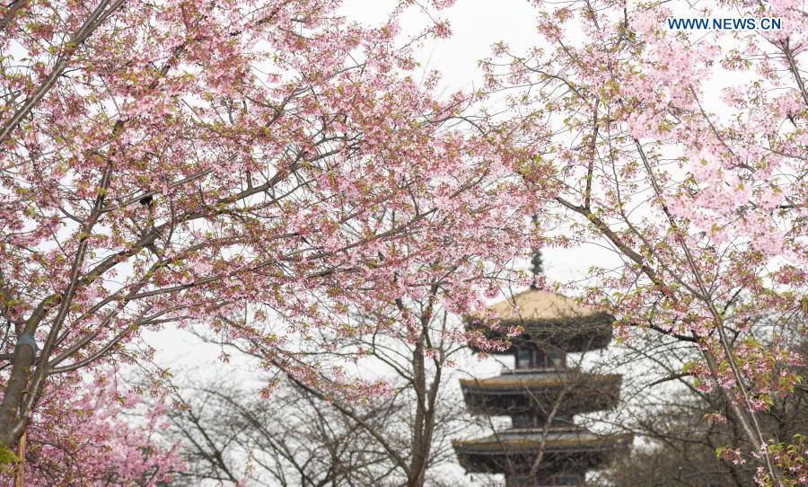 Photo taken on March 3, 2021 shows a view of blooming cherry blossoms by the East Lake in Wuhan, central China