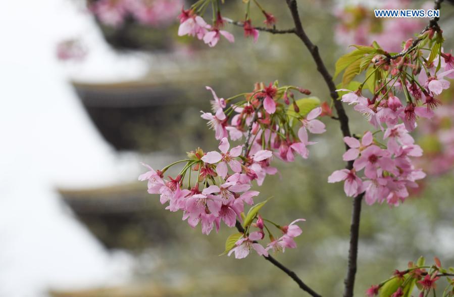 Photo taken on March 3, 2021 shows a view of blooming cherry blossoms by the East Lake in Wuhan, central China