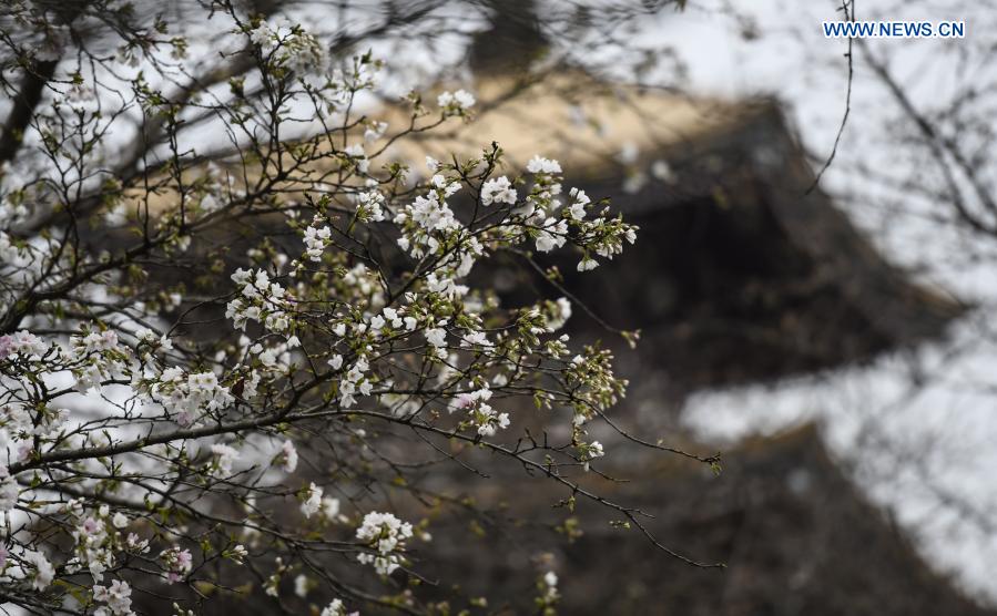 Photo taken on March 3, 2021 shows a view of blooming cherry blossoms by the East Lake in Wuhan, central China