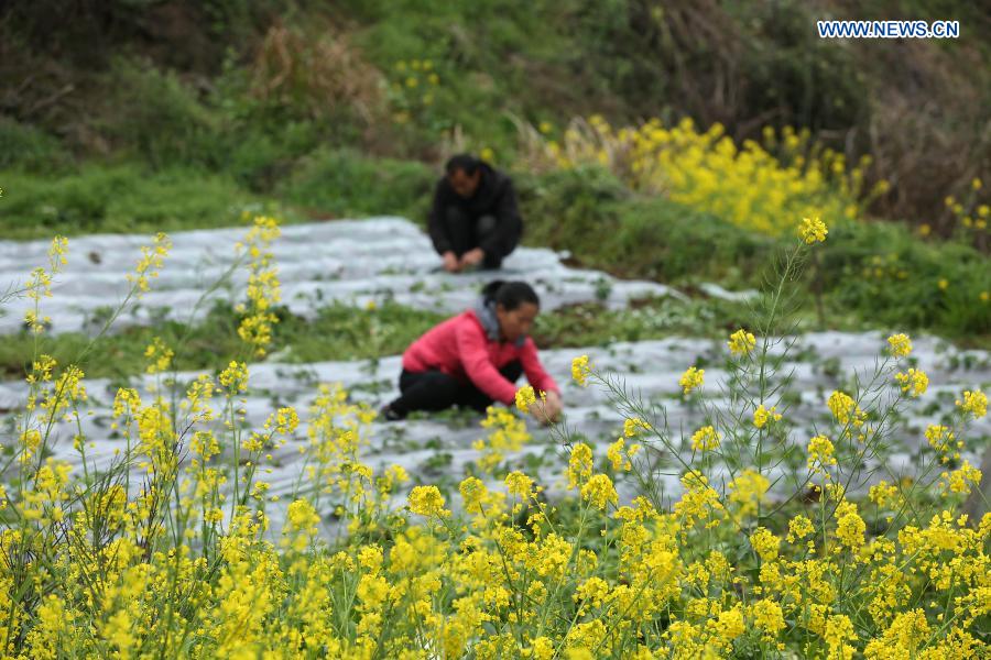 Villagers farm in Chengjiang Village of Xingren Town of Danzhai County, Qiandongnan Miao and Dong Autonomous Prefecture, southwest China