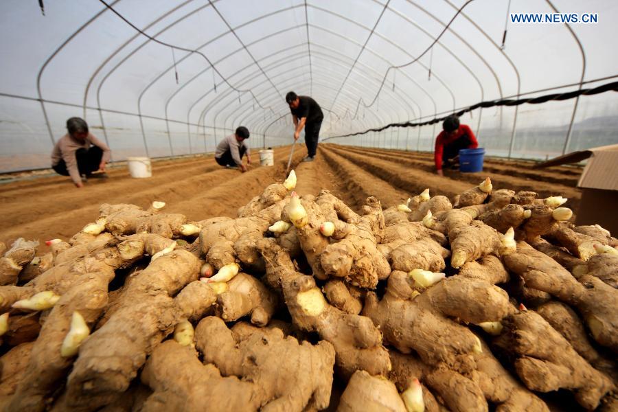 Farmers grow ginger in Shuiguo Town, Zaozhuang City, east China