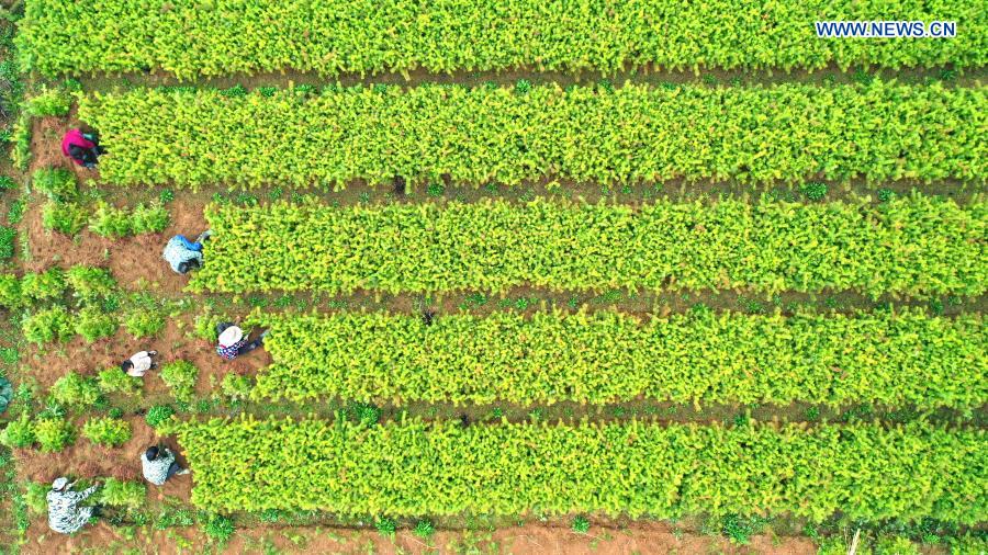 Aerial photo taken on March 7, 2021 shows villagers farming in Yaotian Town of Yongfeng County, Ji