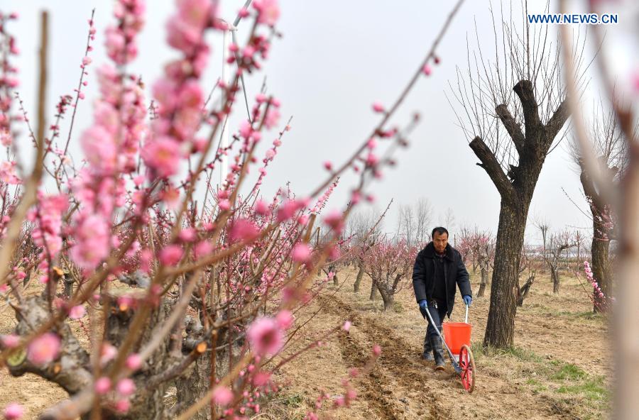 A villager fertilizes plum trees in a garden at Jiangzhuang Village in Xiayi County of Shangqiu City, central China