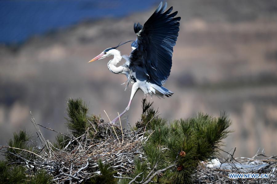 A heron is seen in Fangshan County of Lyuliang City, north China