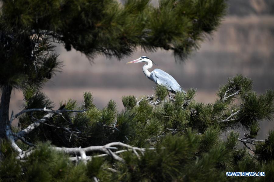 A heron is seen in Fangshan County of Lyuliang City, north China