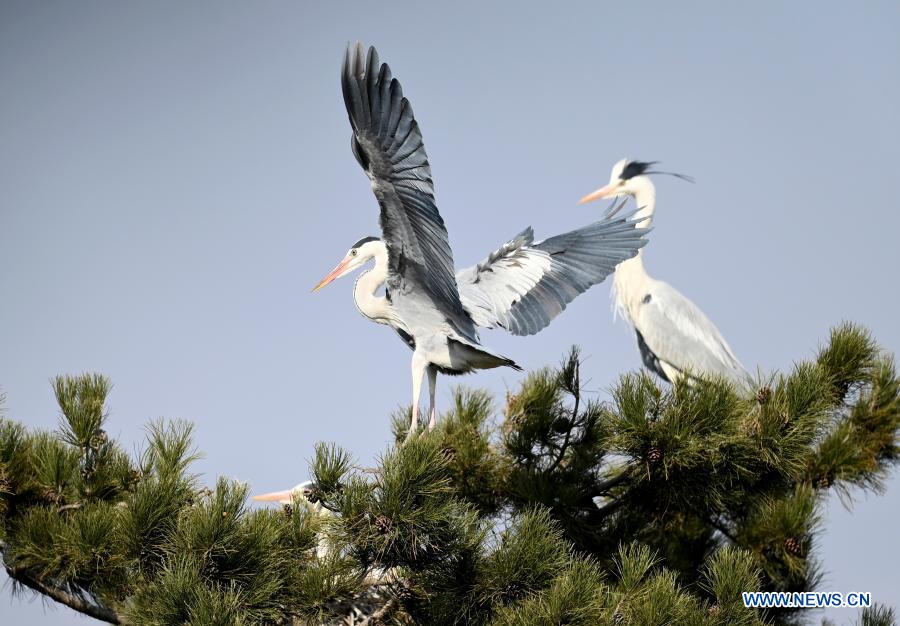 Herons are seen in Fangshan County of Lyuliang City, north China