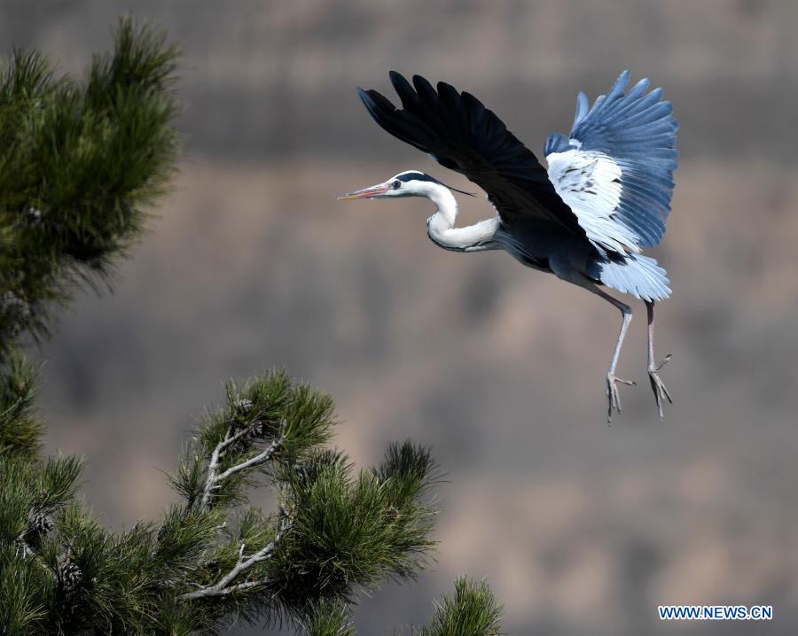 A heron is seen in Fangshan County of Lyuliang City, north China