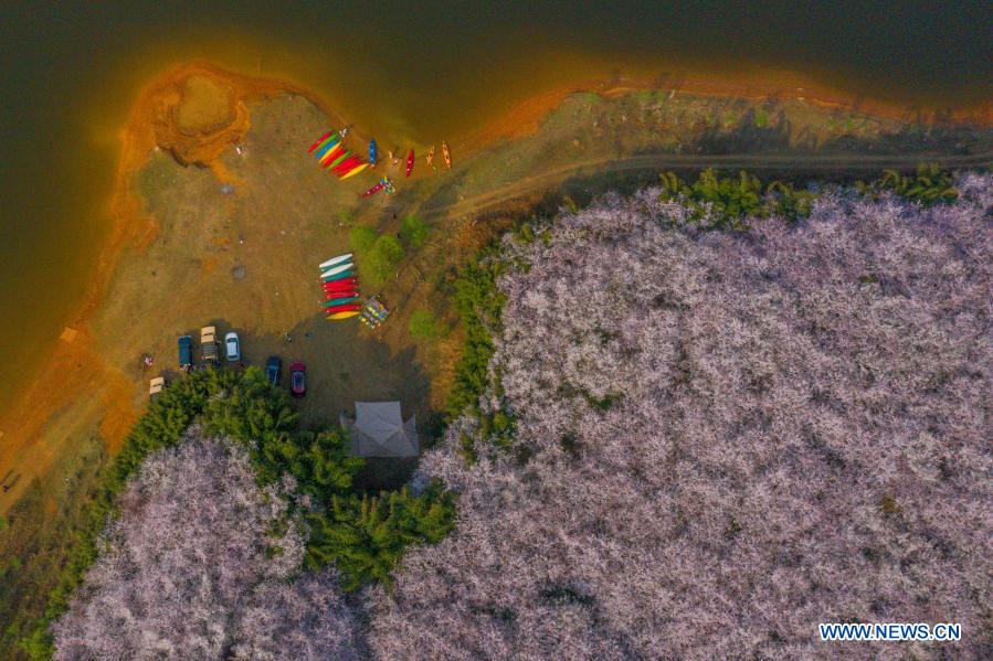 Aerial photo taken on March 15, 2021 shows the scenery of cherry blossoms in Gui