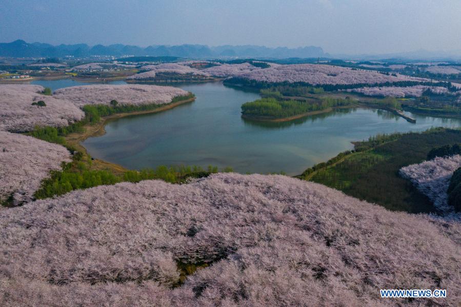 Aerial photo taken on March 15, 2021 shows the scenery of cherry blossoms in Gui