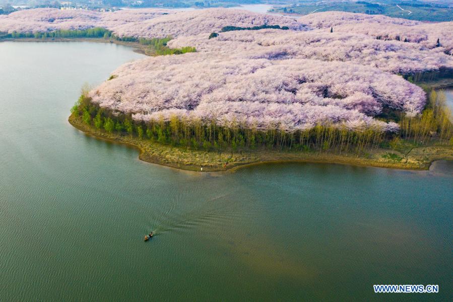 Aerial photo taken on March 15, 2021 shows the scenery of cherry blossoms in Gui