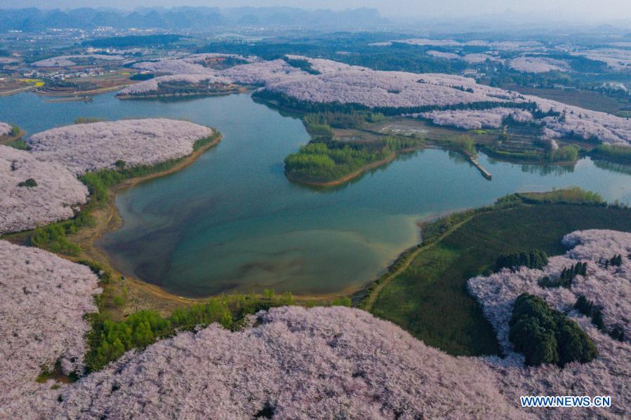 Aerial photo taken on March 15, 2021 shows the scenery of cherry blossoms in Gui