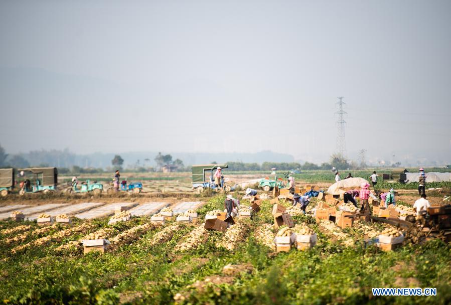 Farmers sort out just-harvested potatoes in the field at Fengping Township, Dai-Jingpo Autonomous Prefecture of Dehong, southwest China