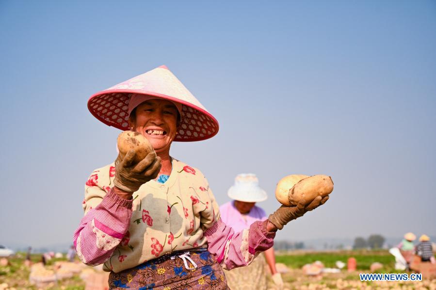 A farmer displays just-harvested potatoes in the field at Fengping Township, Dai-Jingpo Autonomous Prefecture of Dehong, southwest China