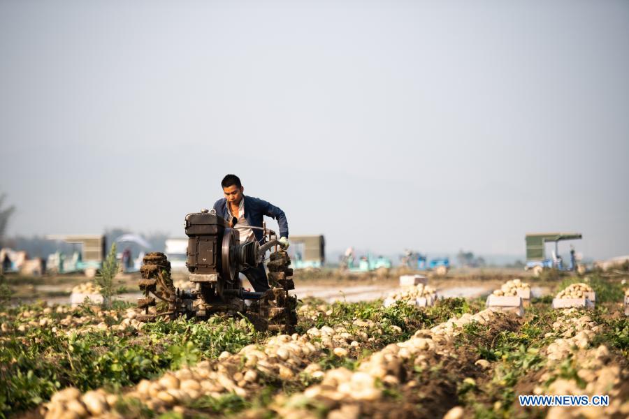 A farmer operates a potato harvester in the field at Fengping Township, Dai-Jingpo Autonomous Prefecture of Dehong, southwest China