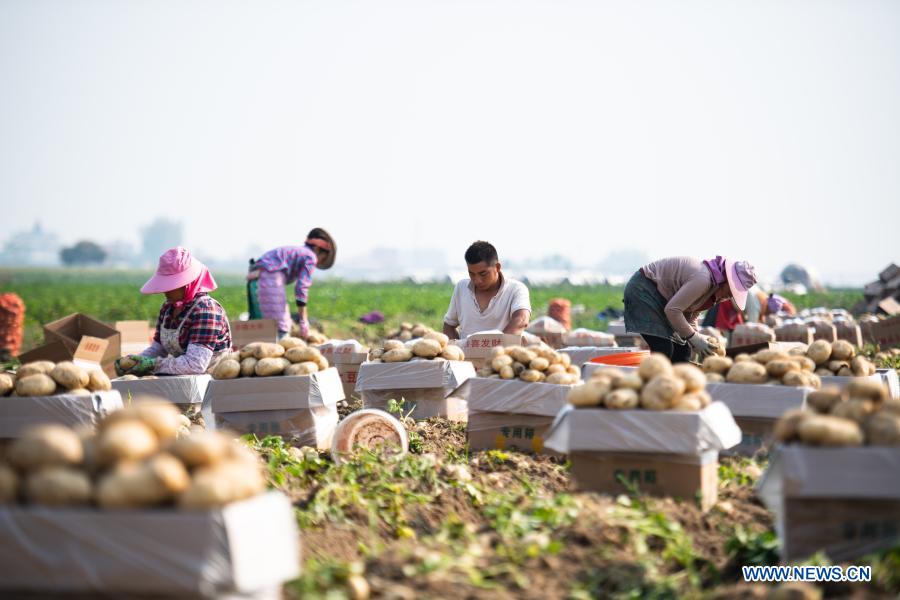 Farmers sort out just-harvested potatoes in the field at Fengping Township, Dai-Jingpo Autonomous Prefecture of Dehong, southwest China