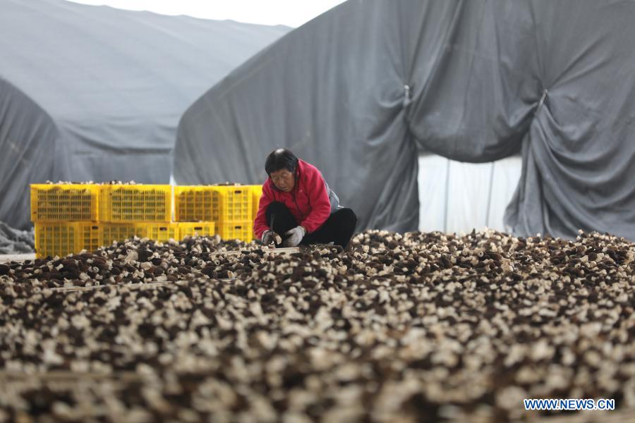 A villager sorts edible fungi at a planting base in Guowang Township of Fengxiang District, Baoji City of northwest China