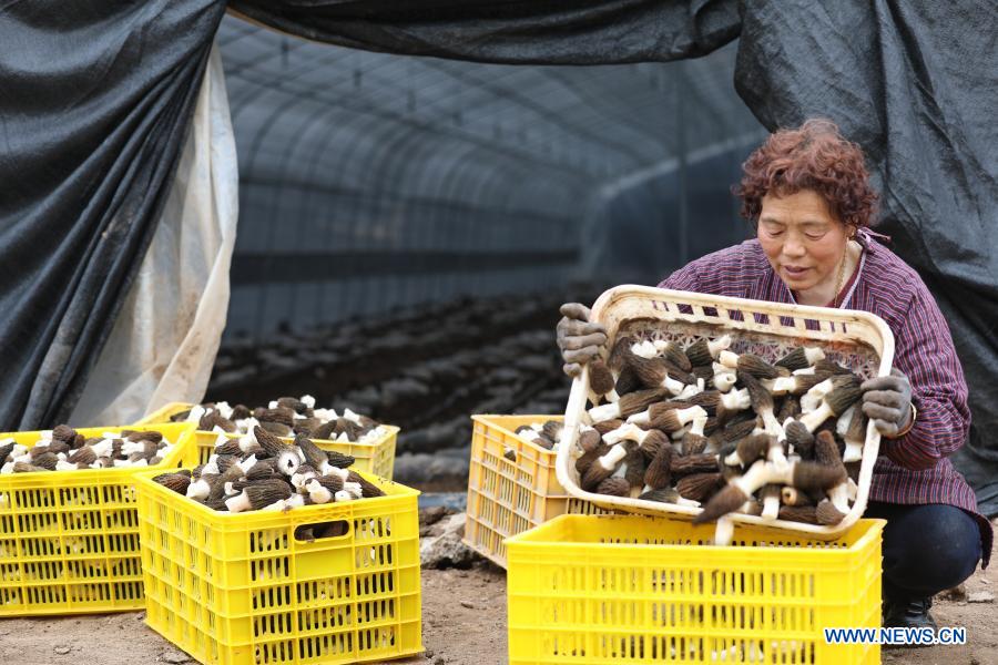 A villager packs edible fungi at a planting base in Guowang Township of Fengxiang District, Baoji City of northwest China