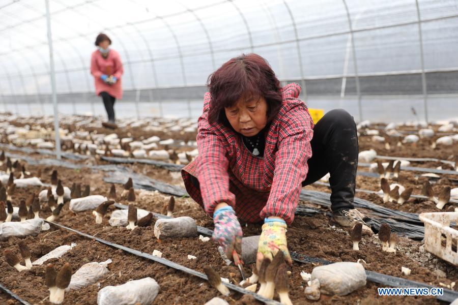 A villager picks edible fungi at a planting base in Guowang Township of Fengxiang District, Baoji City of northwest China