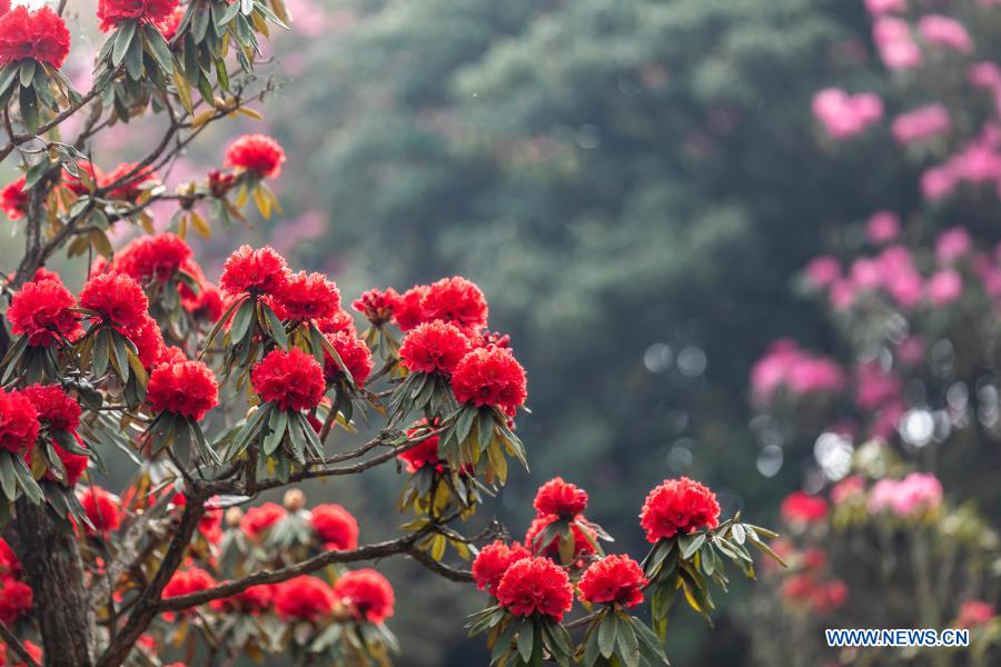 Photo taken on March 19, 2021 shows the view of azalea flowers at Jinpo scenic spot in Bijie City, southwest China