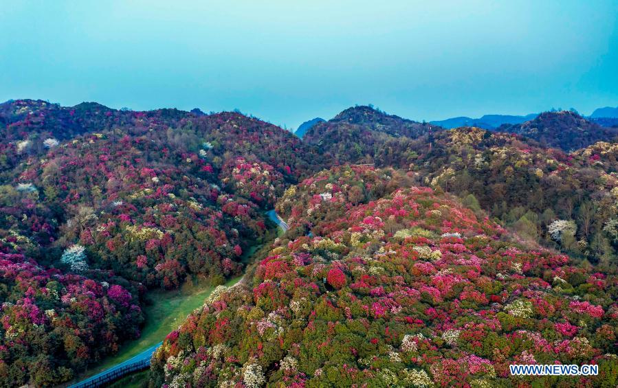 Aerial photo taken on March 18, 2021 shows the view of azalea flowers at Jinpo scenic spot in Bijie City, southwest China